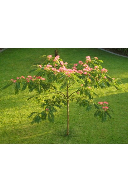 шовкова акація